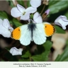 anthocharis cardamines pyatigorsk male2b